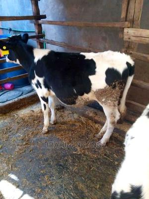 Pedigrees For Sale - thumbnail 2