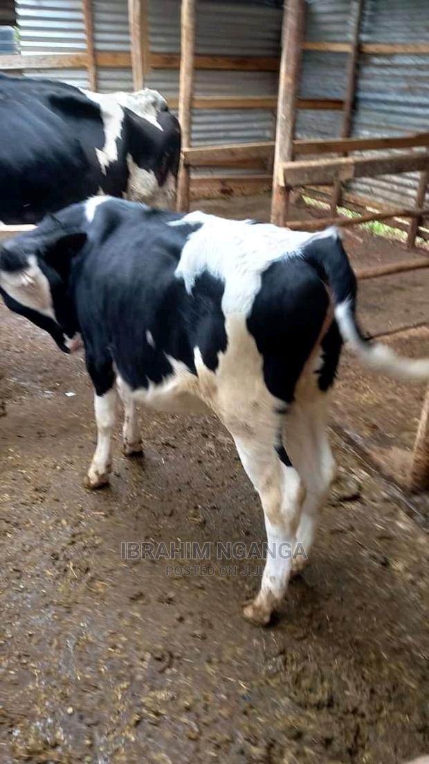 Pedigrees For Sale - thumbnail 4