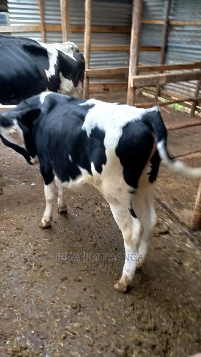 Pedigrees For Sale