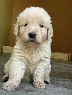 1-3 Month Male Purebred Golden Retriever
