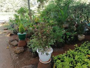 Potted Breinia - main view