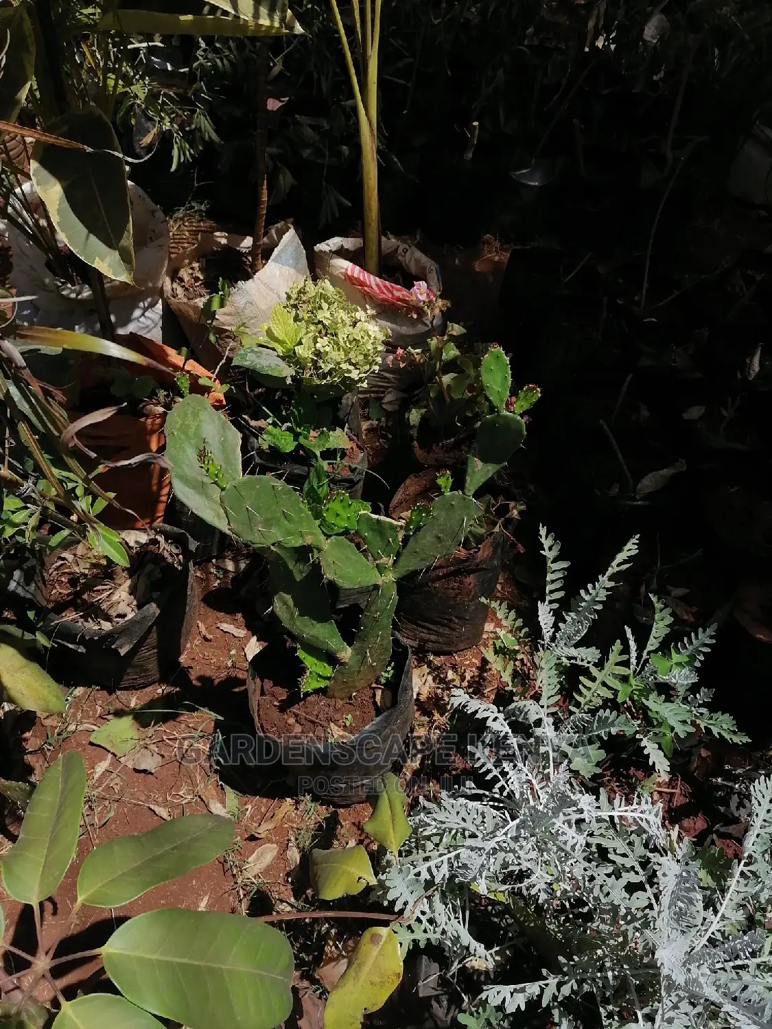 Cactii for Sale