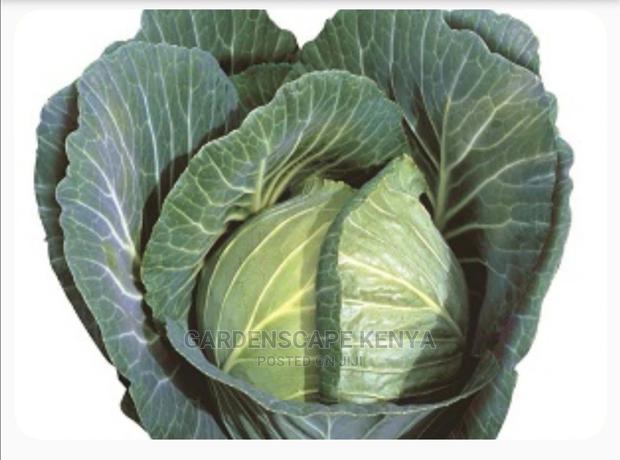 Cabbage Gloria Star Fi - main view