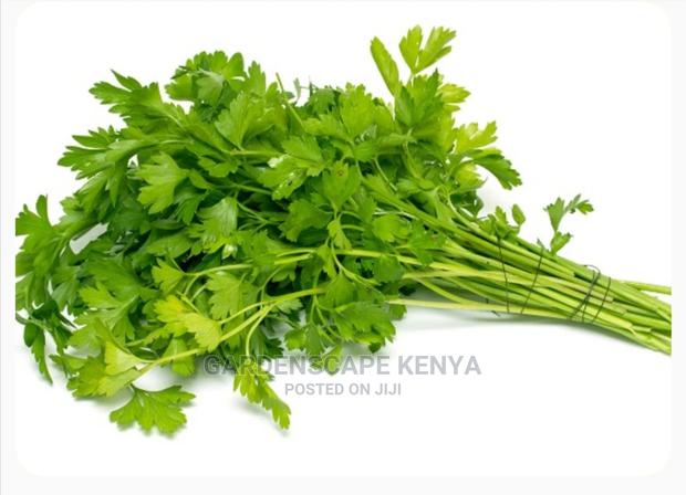 Coriander Seeds - main view