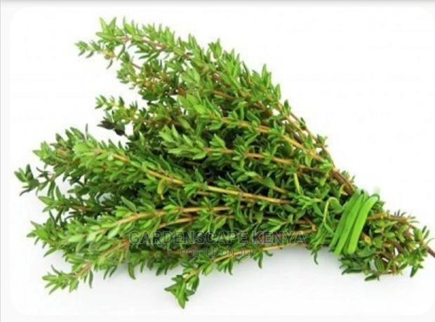 Thyme Seeds - main view