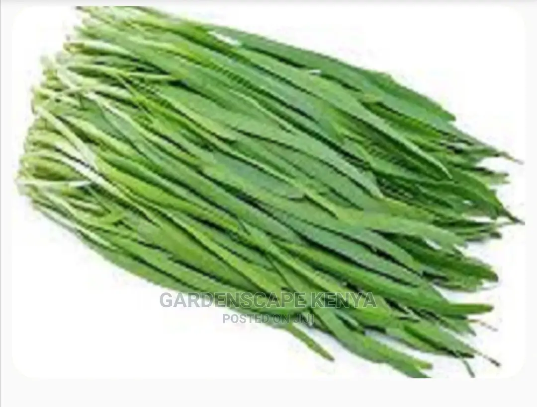 Chive Seeds