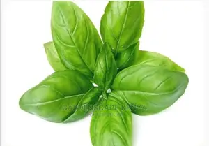 Basil Seeds