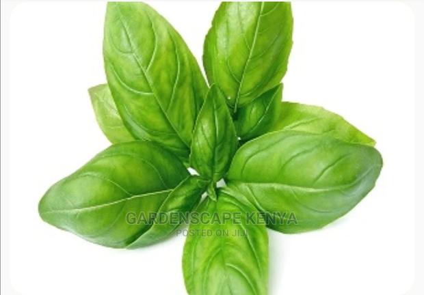 Basil Seeds - main view