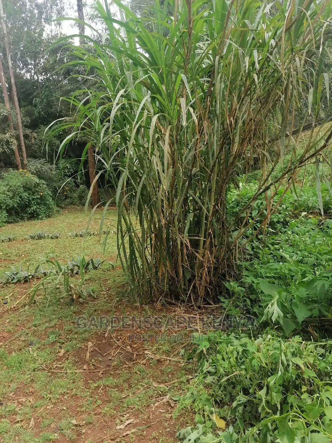 Pakichong 1 Super Napier Grass Cuttings