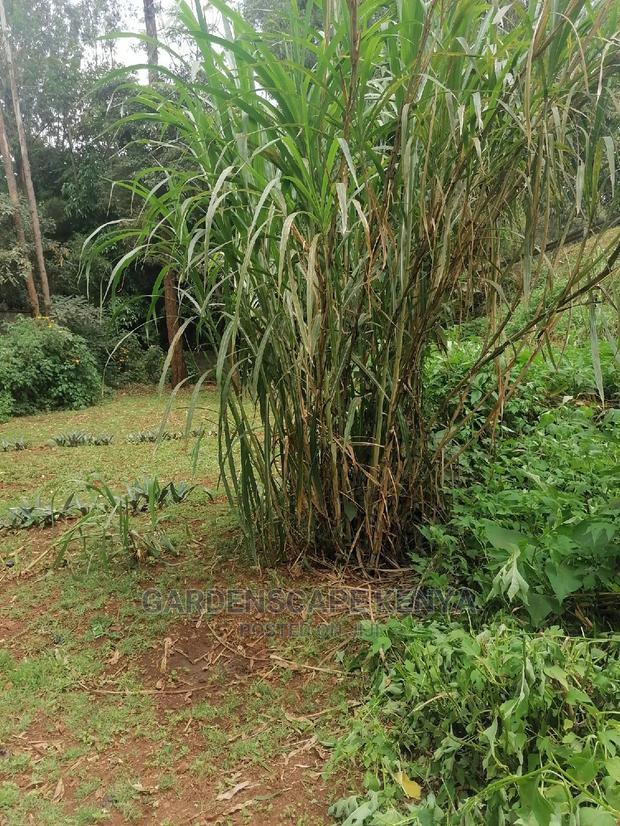 Pakichong 1 Super Napier Grass Cuttings