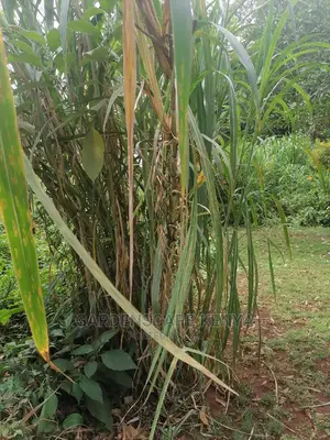 Pakichong 1 Super Napier Grass Cuttings