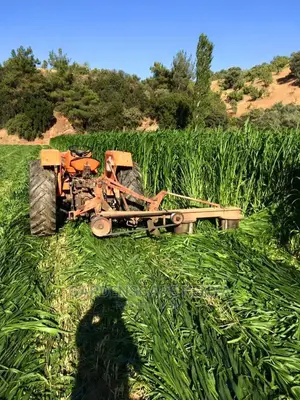 Hybrid Sudan Grass Seeds for Sale Per Kg