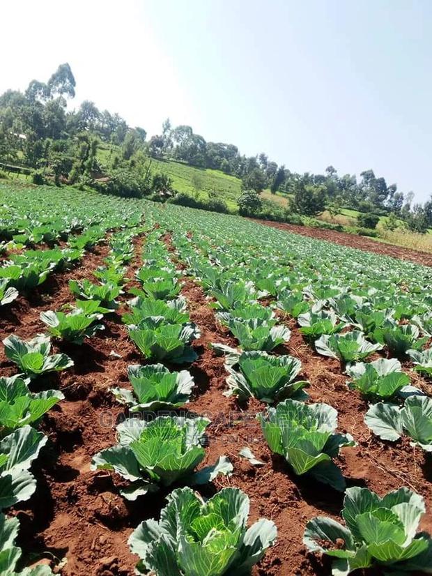 Cabbage Gloria Star Fi - thumbnail 2