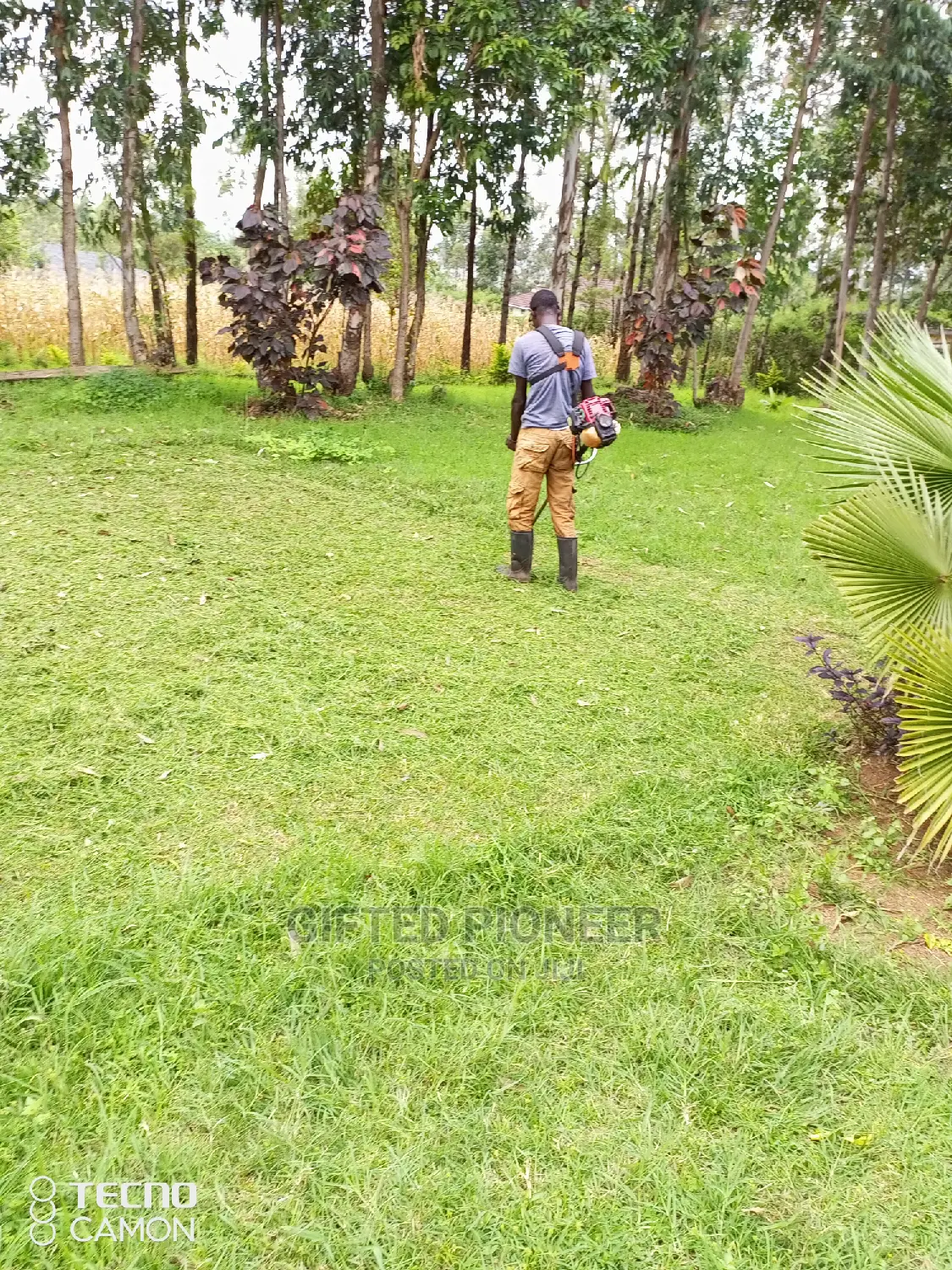 Best Grass Planting and Cutting/ Flowering