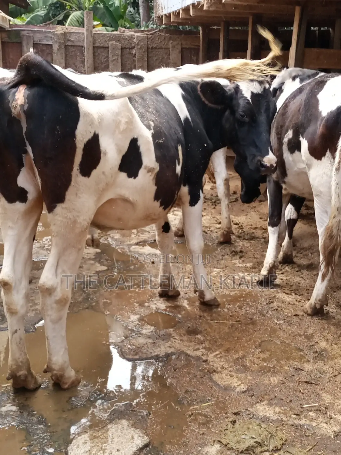 Holstein and Friesian Incalf Heifers