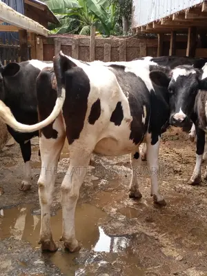 Holstein and Friesian Incalf Heifers
