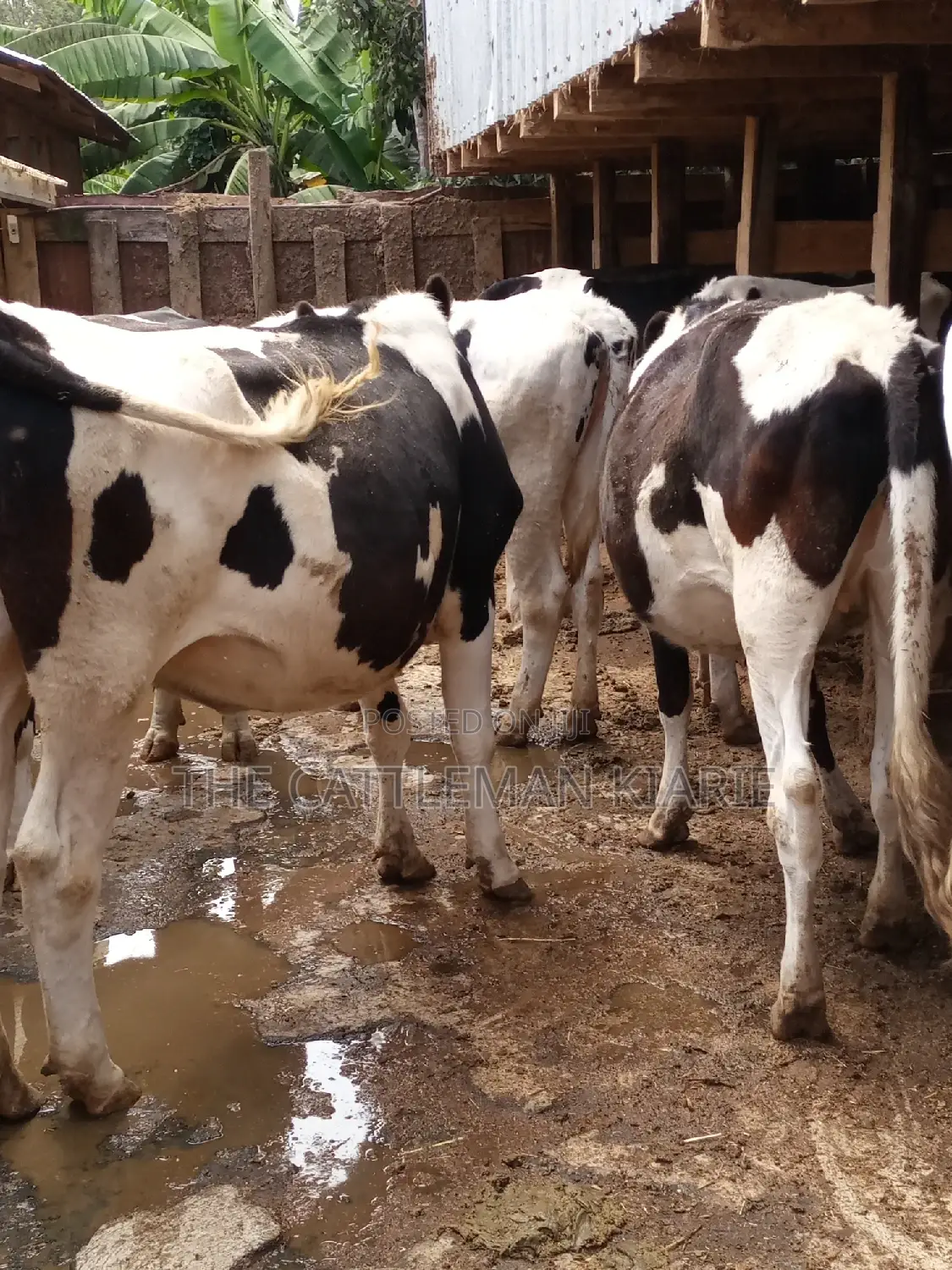 Holstein and Friesian Incalf Heifers