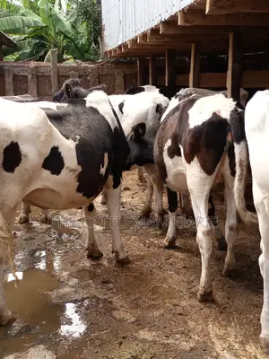 Holstein and Friesian Incalf Heifers