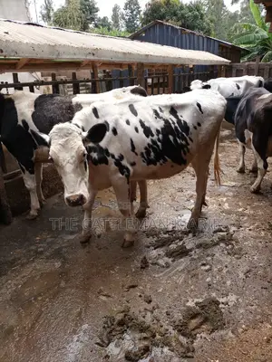Holstein and Friesian Incalf Heifers