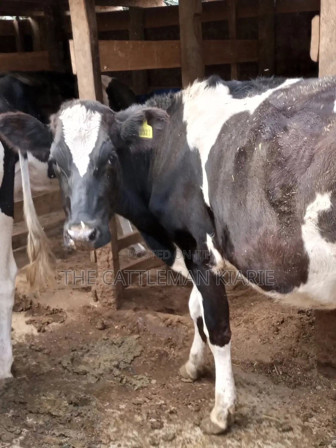 Holstein and Friesian Incalf Heifers
