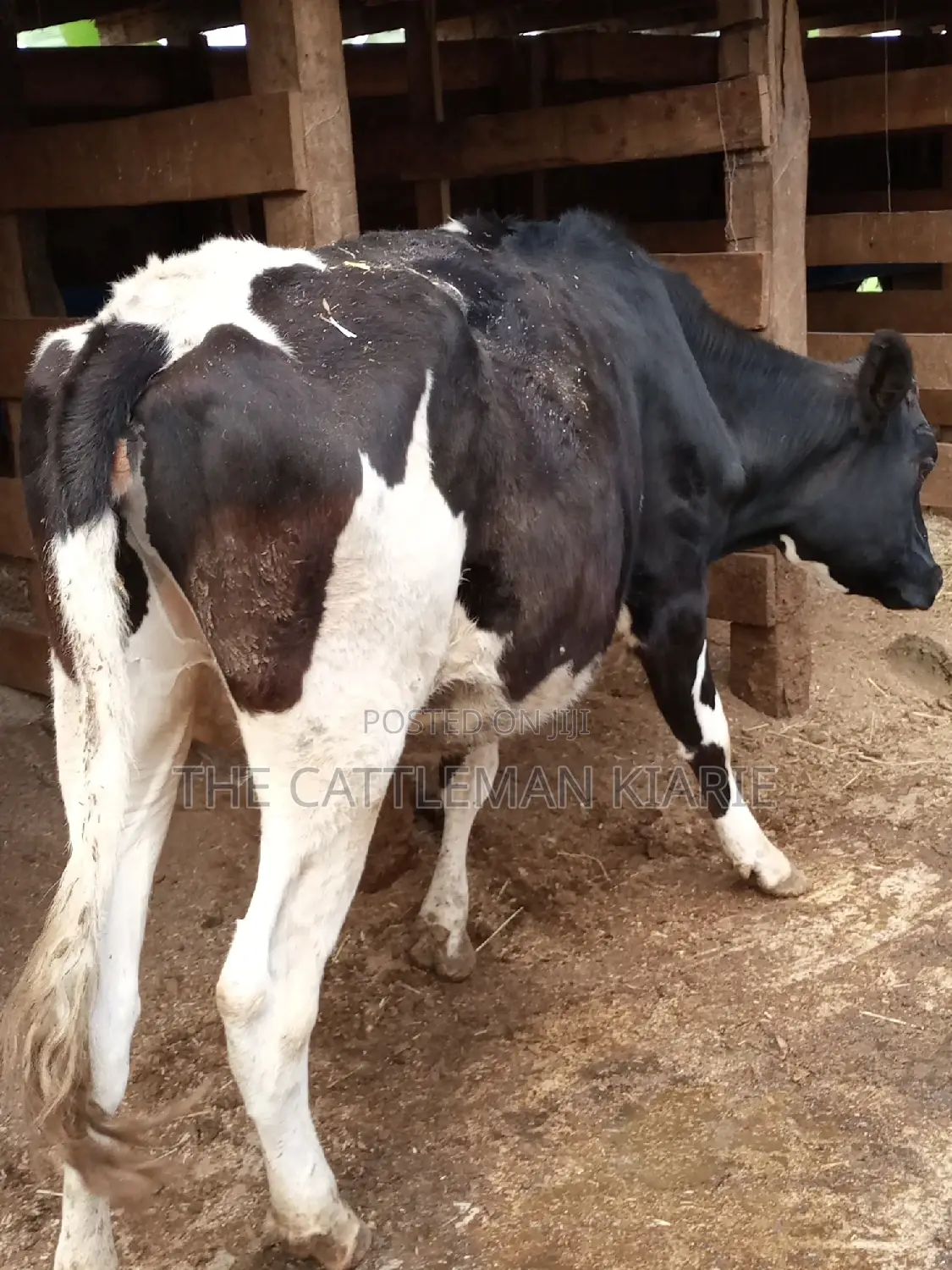 Holstein and Friesian Incalf Heifers