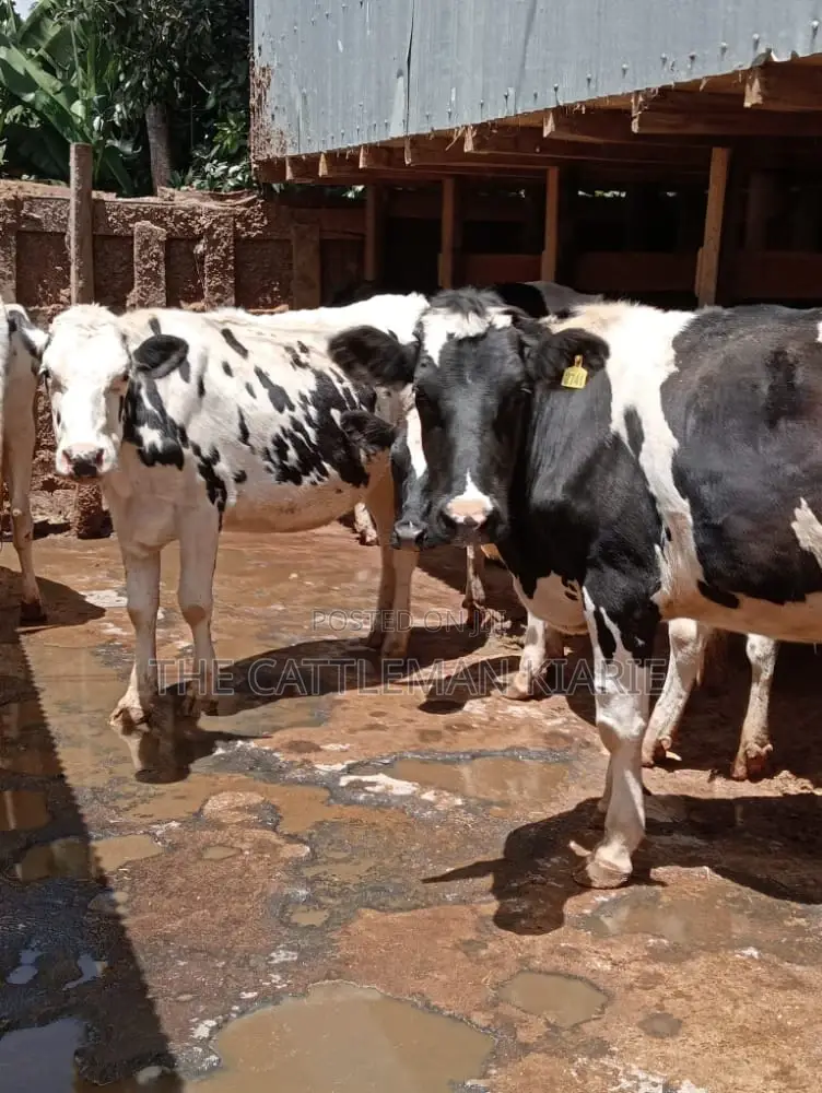 Holstein and Friesian Incalf Heifers