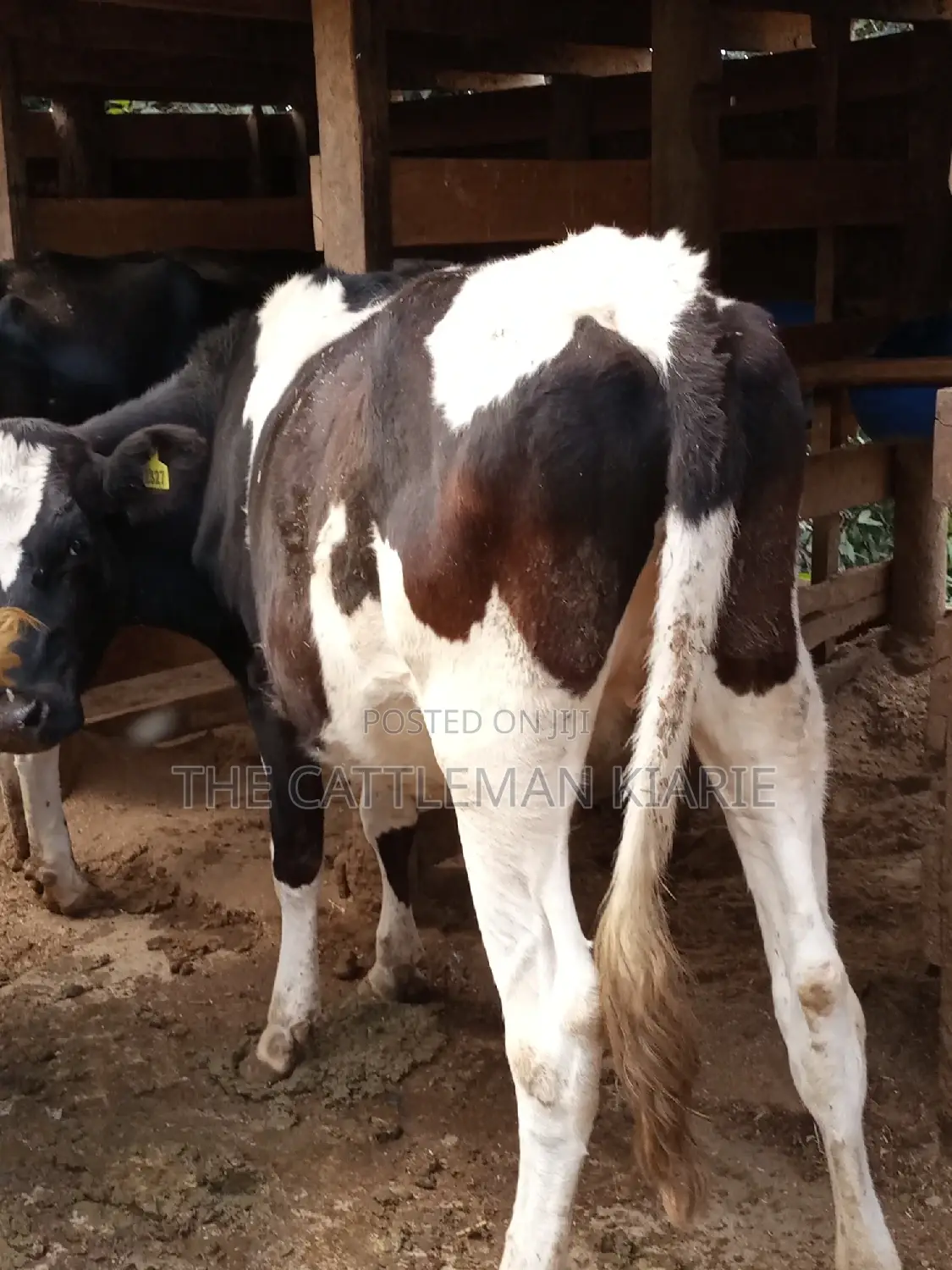 Holstein and Friesian Incalf Heifers