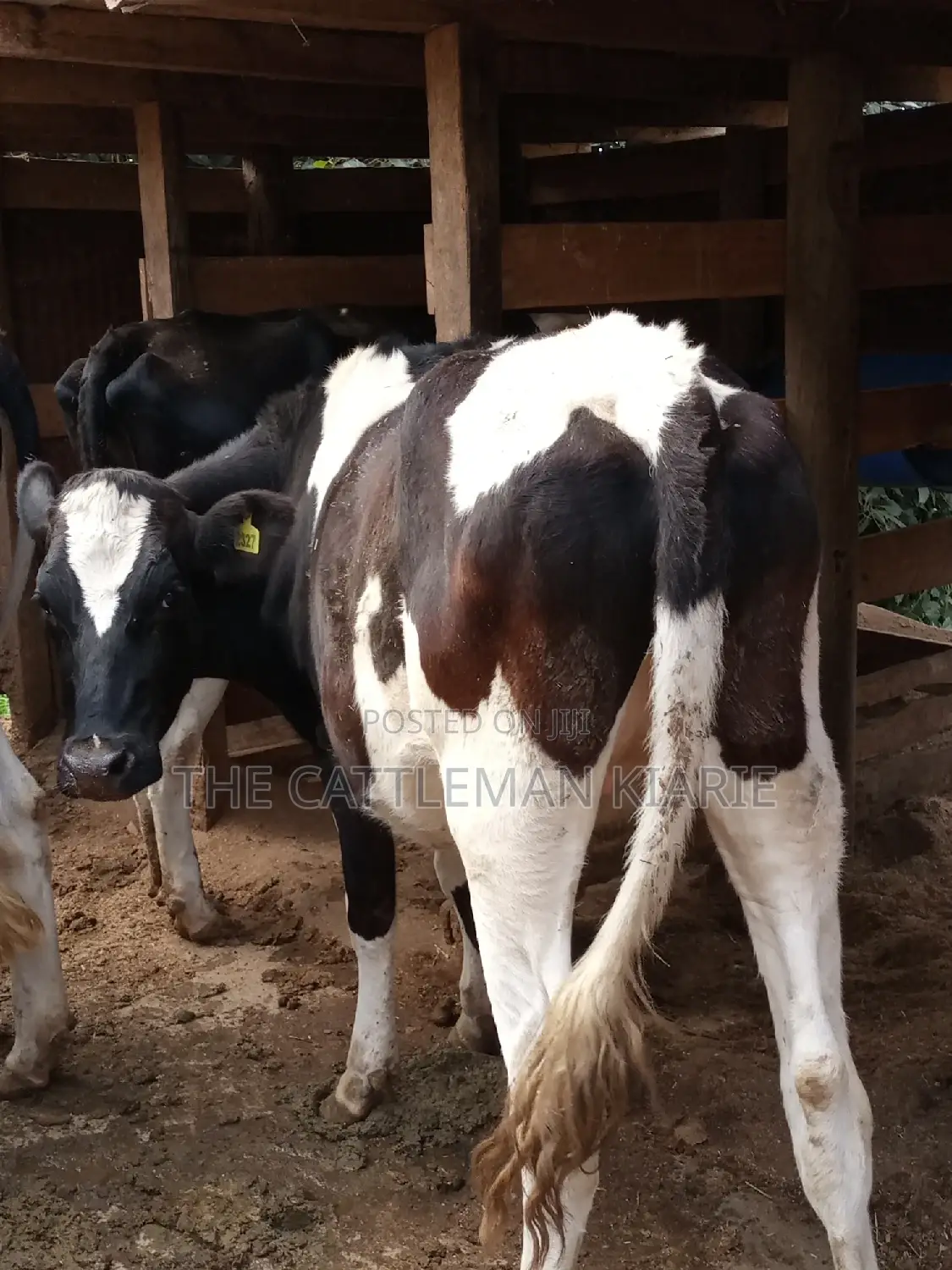 Holstein and Friesian Incalf Heifers