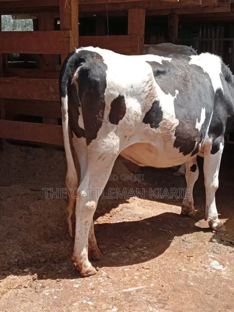Holstein and Friesian Incalf Heifers