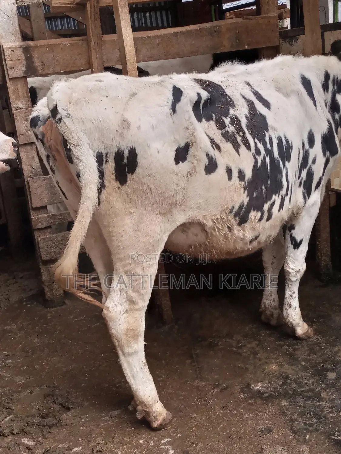 Holstein and Friesian Incalf Heifers