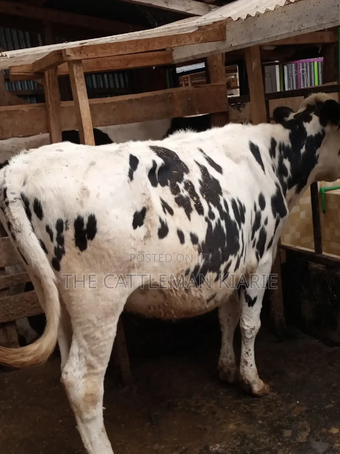Holstein and Friesian Incalf Heifers