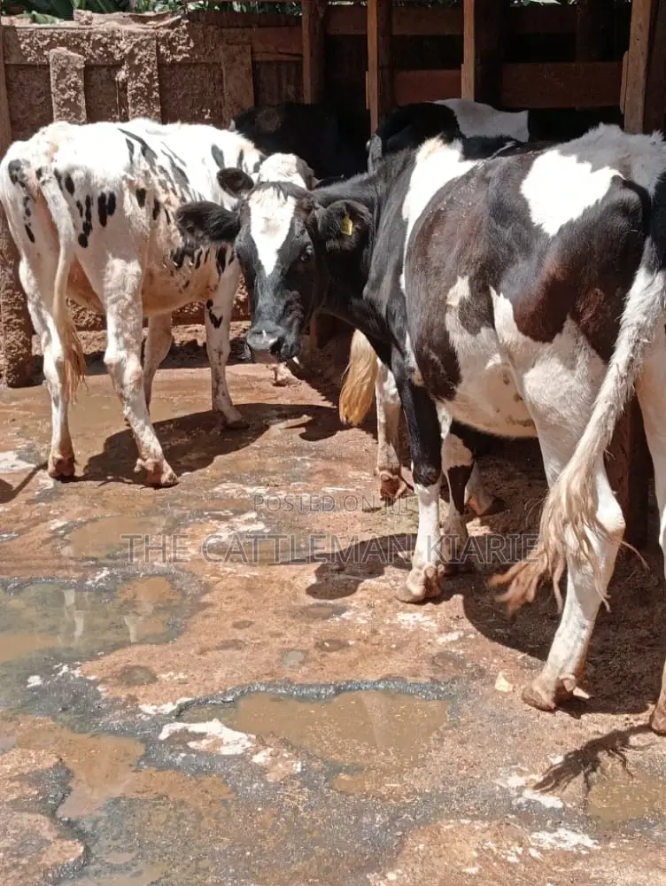 Holstein and Friesian Incalf Heifers