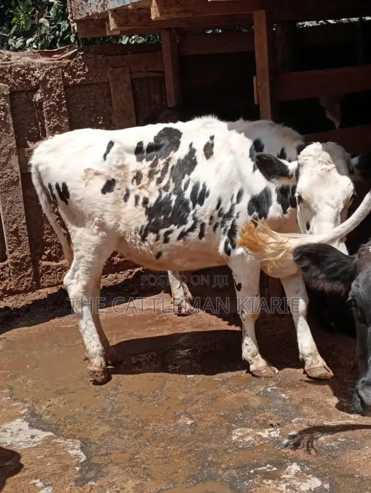 Holstein and Friesian Incalf Heifers