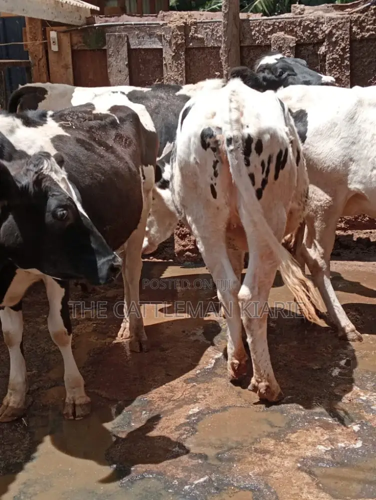 Holstein and Friesian Incalf Heifers