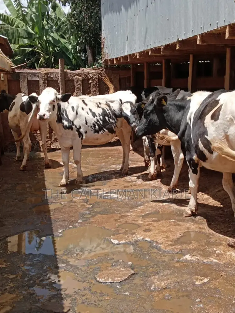 Holstein and Friesian Incalf Heifers