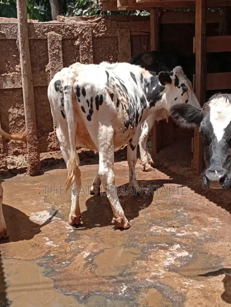 Holstein and Friesian Incalf Heifers