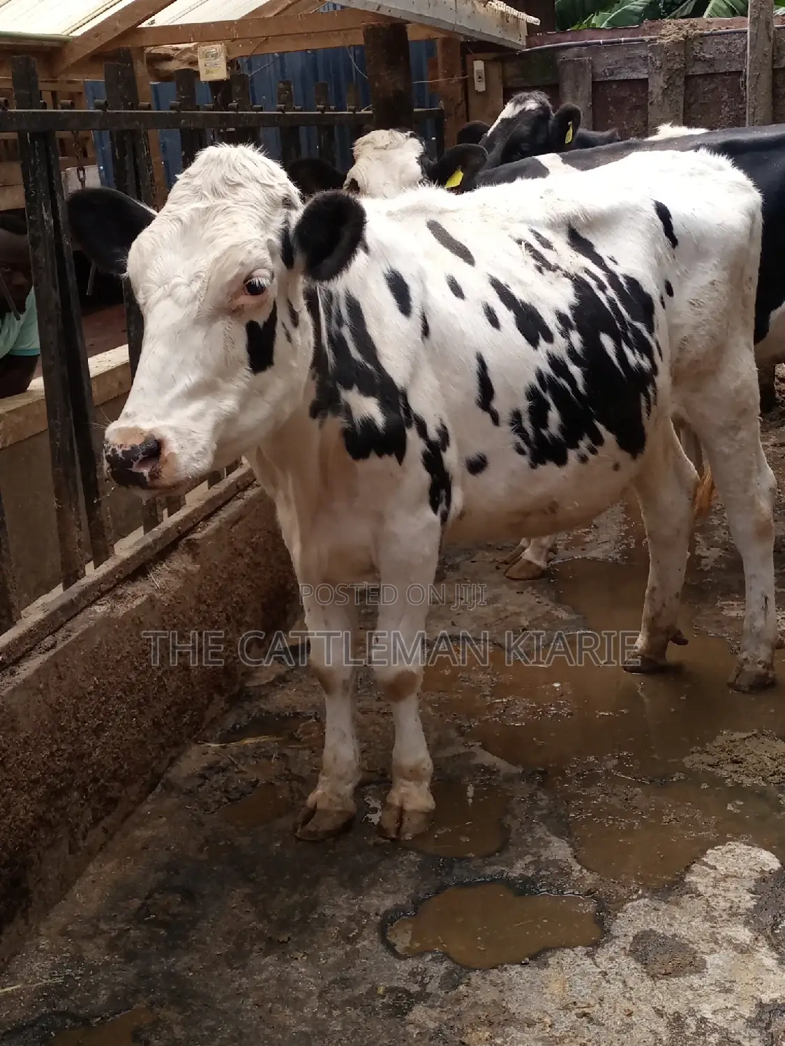 Holstein and Friesian Incalf Heifers