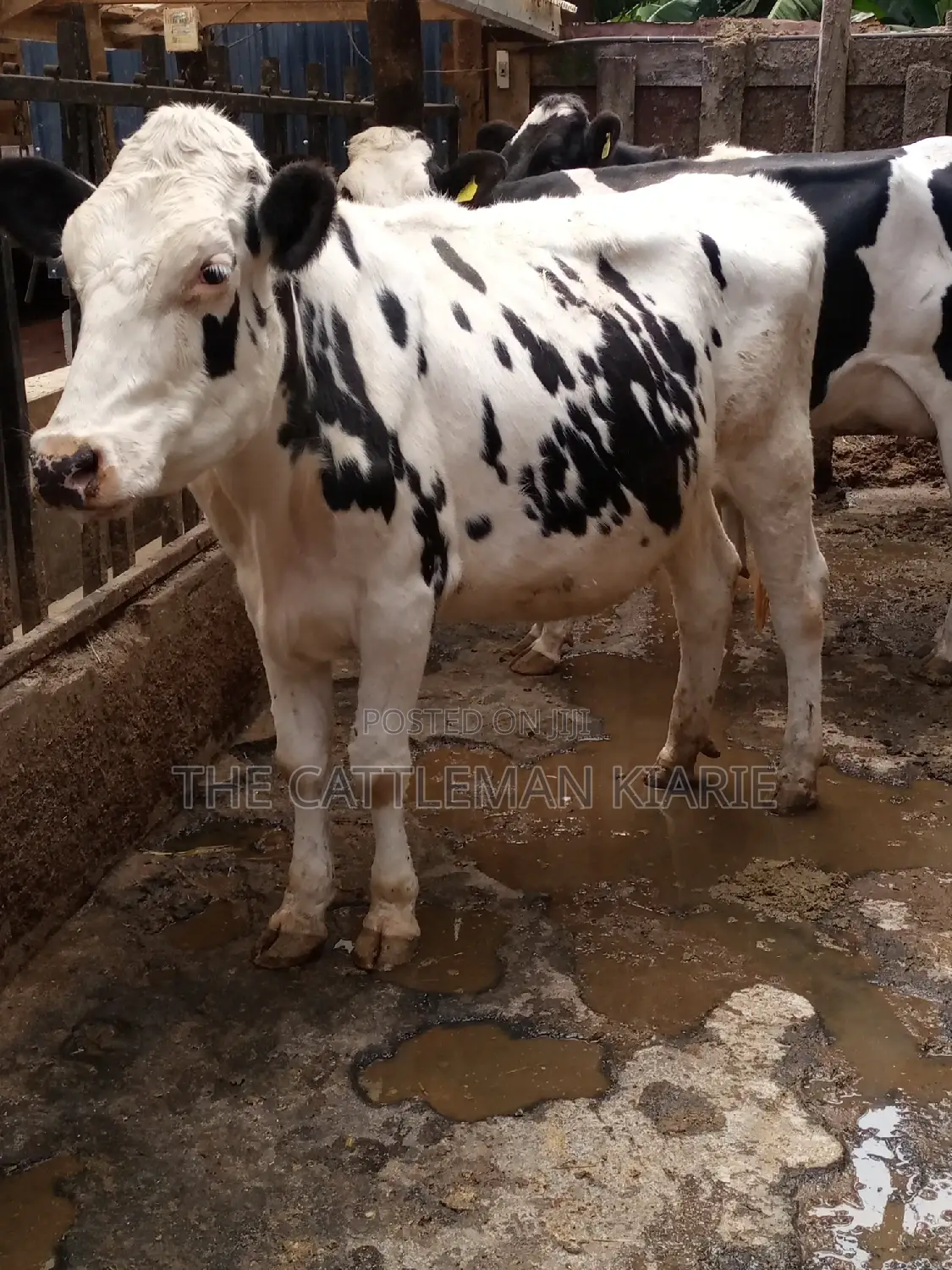Holstein and Friesian Incalf Heifers