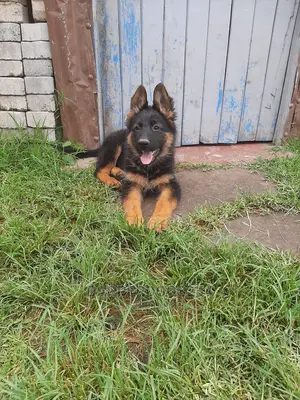 1-3 months Male Purebred German Shepherd