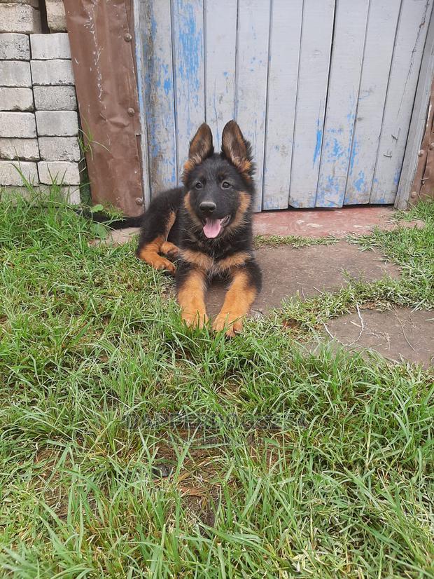1-3 months Male Purebred German Shepherd - thumbnail 2