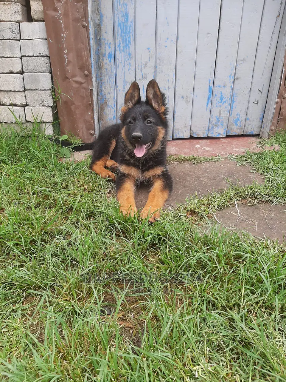 1-3 months Male Purebred German Shepherd