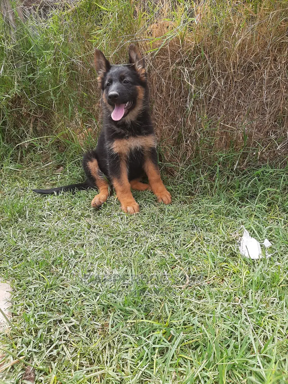 1-3 months Male Purebred German Shepherd