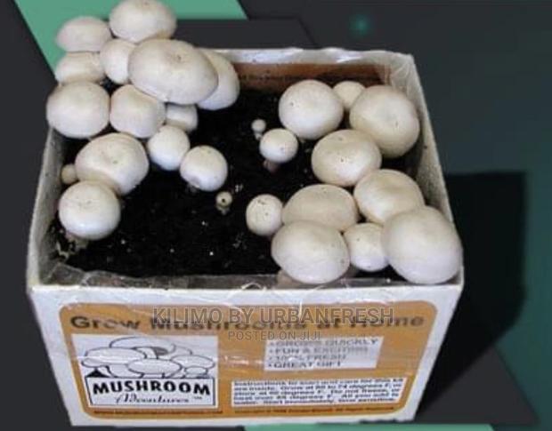 Mushroom Growing Kit