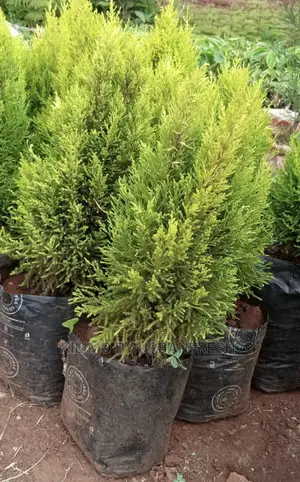 Cypress Tree Seedlings : Blue, Green Lemon