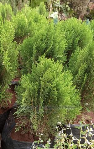 Cypress Tree Seedlings : Blue, Green Lemon - thumbnail 2