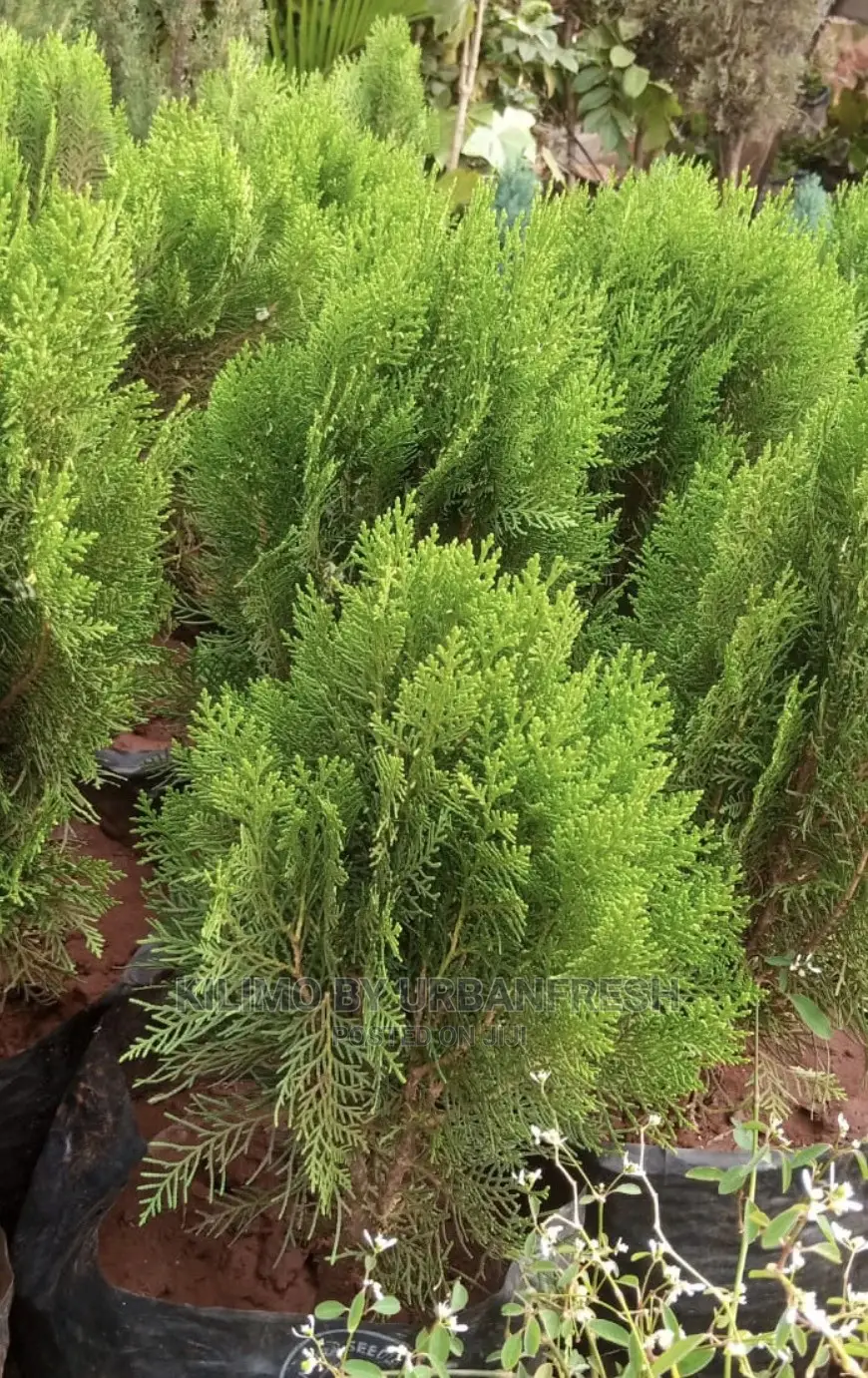 Cypress Tree Seedlings : Blue, Green Lemon