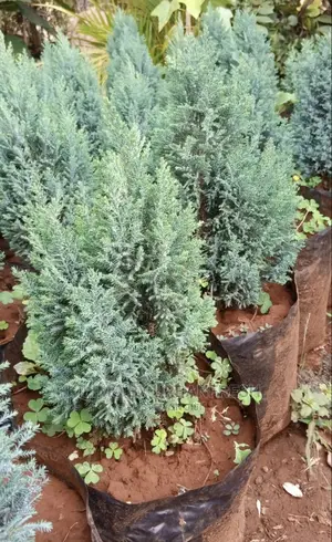 Cypress Tree Seedlings : Blue, Green Lemon