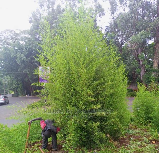 Bamboo Plant / Seedling 5 Per Bag - thumbnail 2