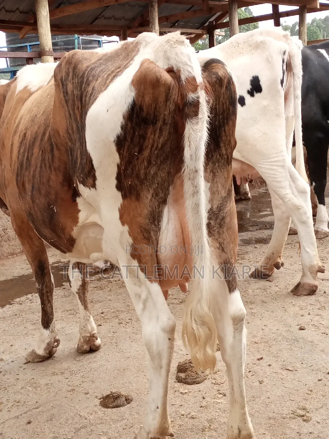 Pedigree Ayrshire