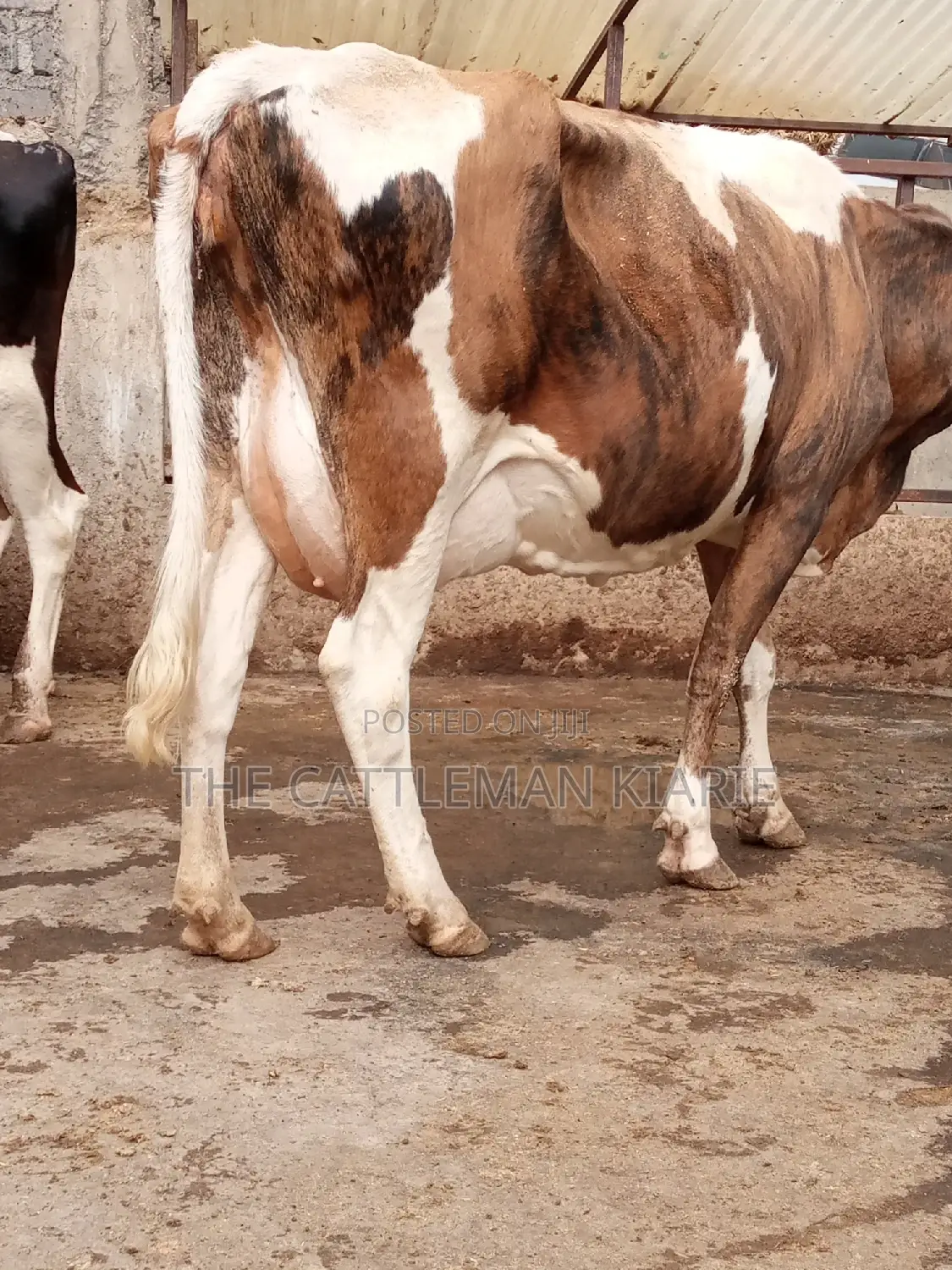 Pedigree Ayrshire